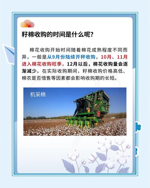 棉花收购加工全流程详解,小白必看!